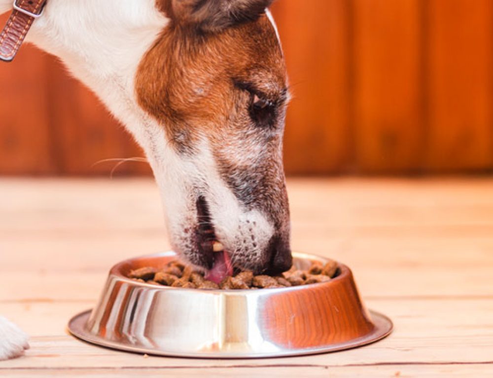 Cosa possono mangiare i cani?
